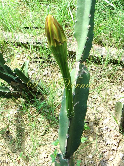  Flower (Unopened)